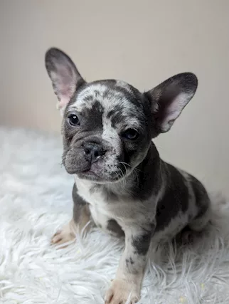 Bulldog francese blu e merle - Foto 4