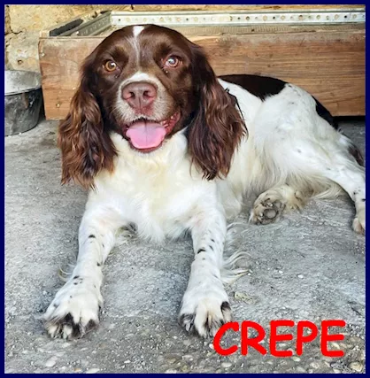 CREPE simil sping spaniel 5 anni