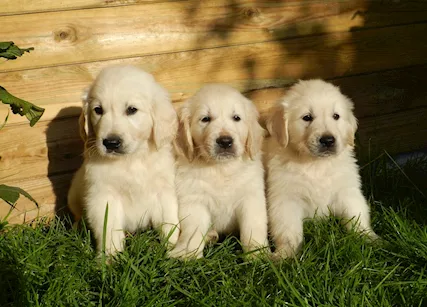 Cuccioli di Golden Retriever dolci e giocherelloni in cerca