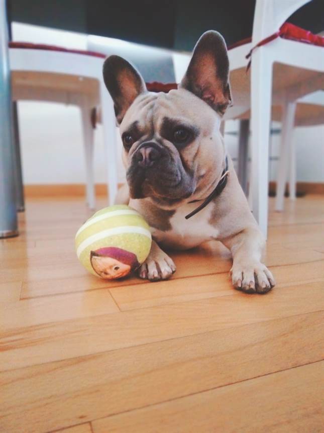 1 pezzo Portachiavi in acrilico 2D a forma di Bulldog Francese