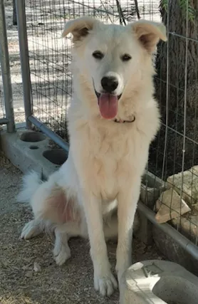 Pampy mix maremmano 18 mesi aspetta da cucciolo.BARI