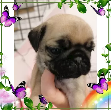 Cuccioli di carlino - Foto 2