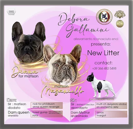 Cuccioli di bulldog francese con pedigree ENCI