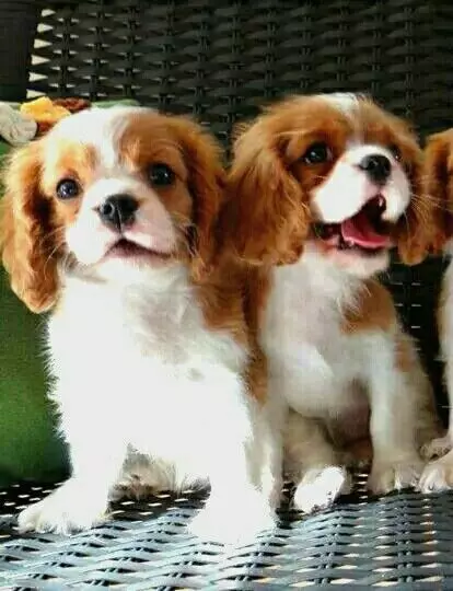 Fantastici cuccioli di Cavalier King Charles disponibili