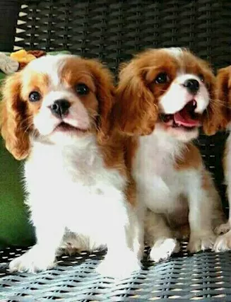 Fantastici cuccioli di Cavalier