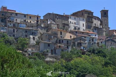 Terreno con Ulivi e Piante Furto mq.10.000 Vicino Nerola