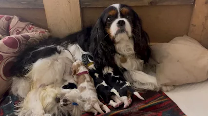 Cavalier King - Foto 2