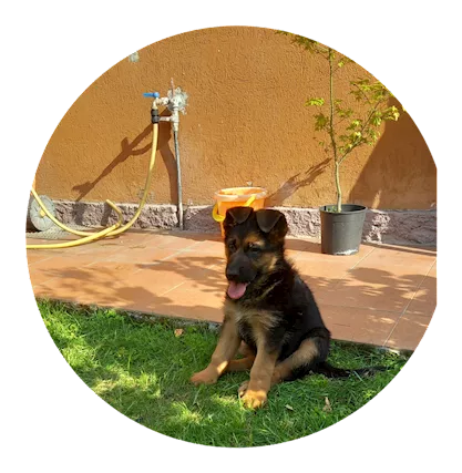 Cuccioli pastore trdesco importante genealogia, a pelo corto - Foto 3