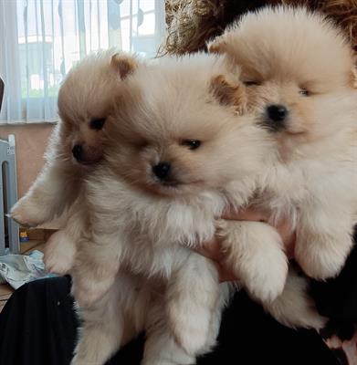 Volpini di Pomerania