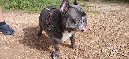 Bulldog francese in cerca di femmina