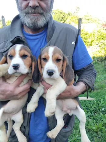 Beagle 3 maschi e 3 femmine