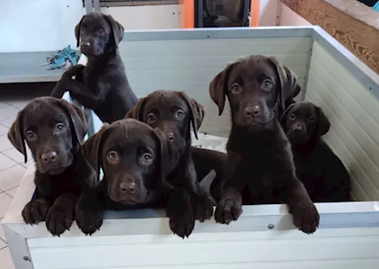 Cuccioli di Razza labrador - Foto 4