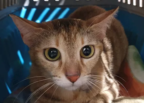 Ciccio e Luna, maltrattati, cercano serenità - Anteprima 6