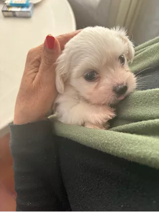 Cucciolo di maltese