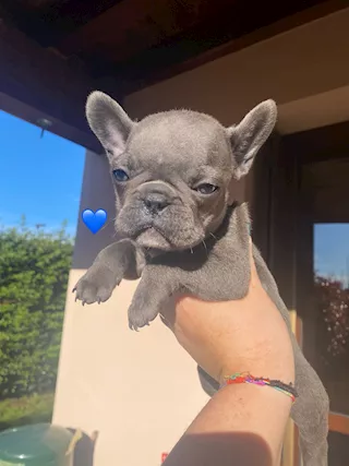 Bulldog Francese Esotico Blue