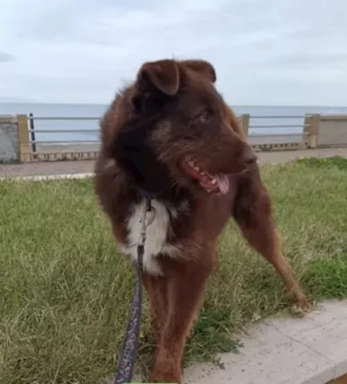 Ciro 2 anni manto nocciola occhi ambra buon carattere, taglia media - Foto 4