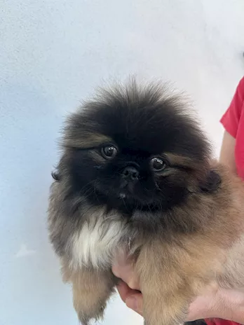 Cucciole di Pechinese