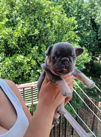 Bulldog Francesi - Cuccioli