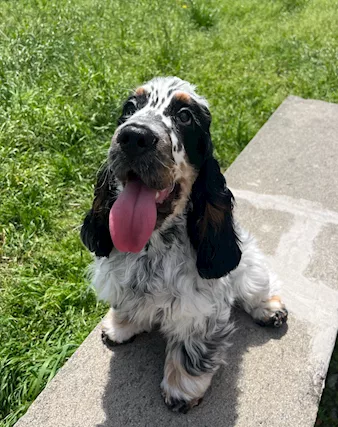 Cocker Spaniel Inglese Alta Genealogia