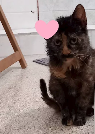Ambra sfortunata cucciola (FeLV positiva) - Anteprima 2