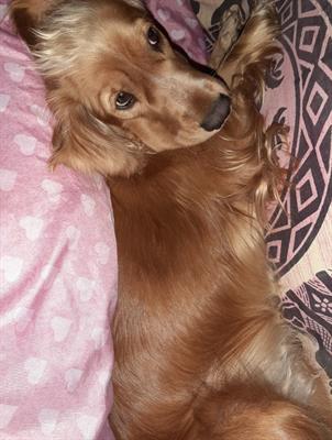 Cuccioli di Cocker Spaniel inglese