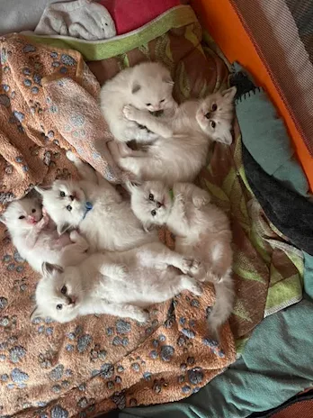 Cuccioli di Ragdoll con pedigree ANFI