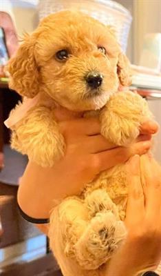 Cuccioli di barboncino
