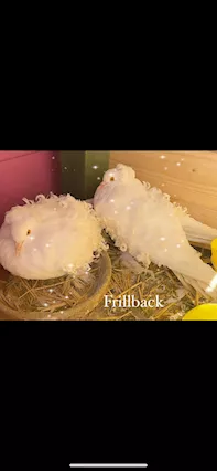 Piccolo allevamento di galline ornamentali