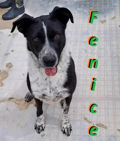 Fenice, dolcissima cagnolina - Anteprima 1