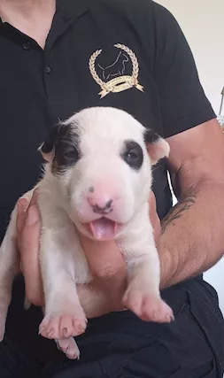Bull terrier standard cuccioli - Foto 4