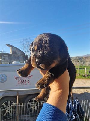 Cuccioli alta genealogia