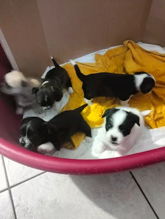 Bellissimi cuccioli