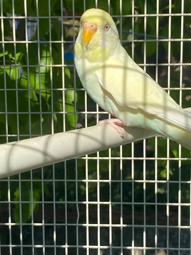 Foto 3 Coppia cocorite riproduttiva PREZZO TRATTABILE