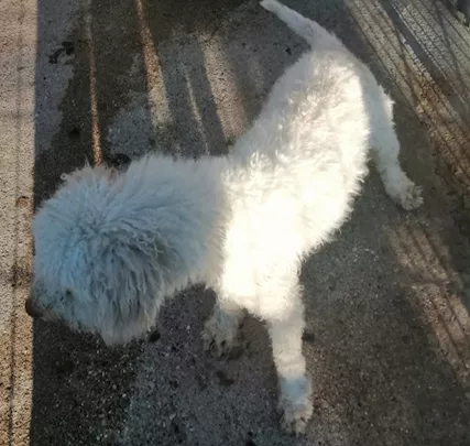 Cuccioli di Lagotto romagnolo, genitori visibili - Foto 2