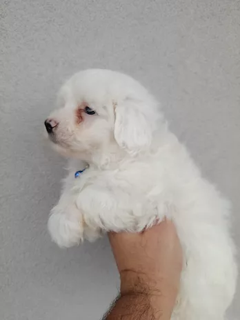 Cuccioli di Maltipoo piccini
