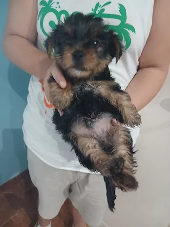 Cuccioli di yorkshire
