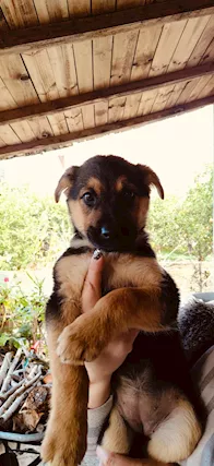 Lilly bellissima cucciola lupetta