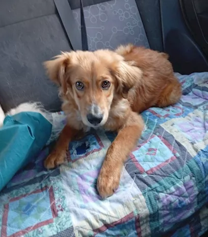 Drupy, dolcissimo cagnolino a pelo lungo