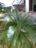 Foto 6 Pianta Cycas di 25 anni in vaso