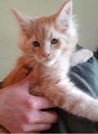 Cucciolo di Maine Coon cream tabby