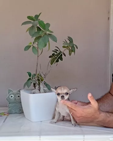 Cucciole di Razza Chihuahua toy - Anteprima 1