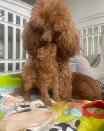 Cuccioli di Razza barboncino toy - Foto 6