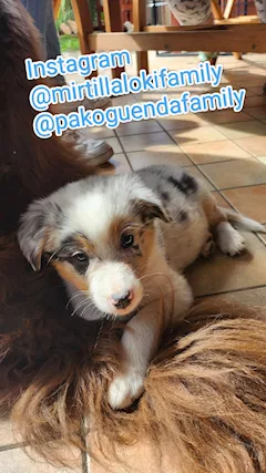 Cuccioli di Pastore Australiano - Foto 3