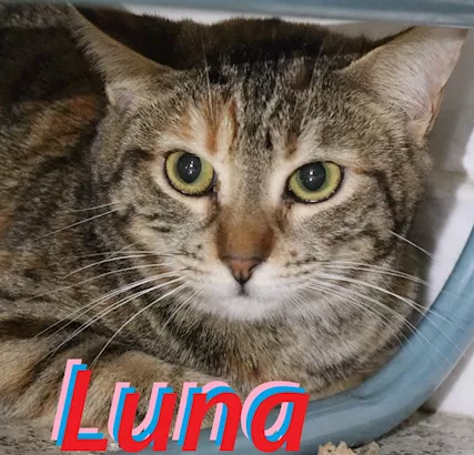 Luna, gattina tigrata (metà 2024)