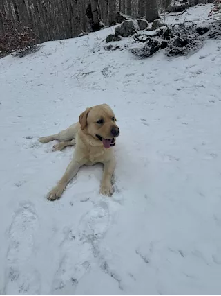 Labrador retriver, color miele - Foto 5