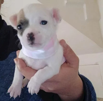 Cuccioli di chihuahua