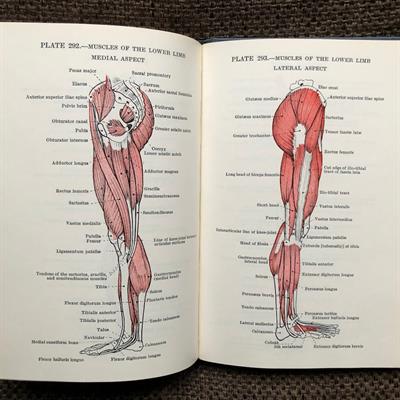 V. Pauchet, S. Dupret. Pochet Atlas of Anatomy