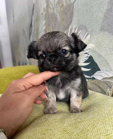 Meraviglioso chihuhua pelo lungo
