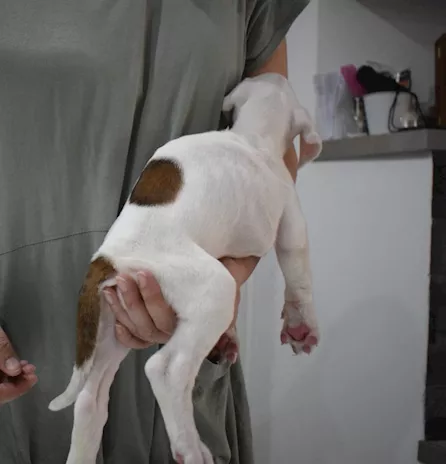 Bellissima cucciola di Boxer bianca