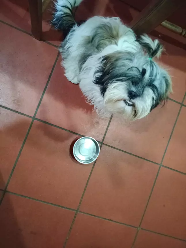 Foto 2Cucciolotto di Razza Shih Tzu, genitori visibili